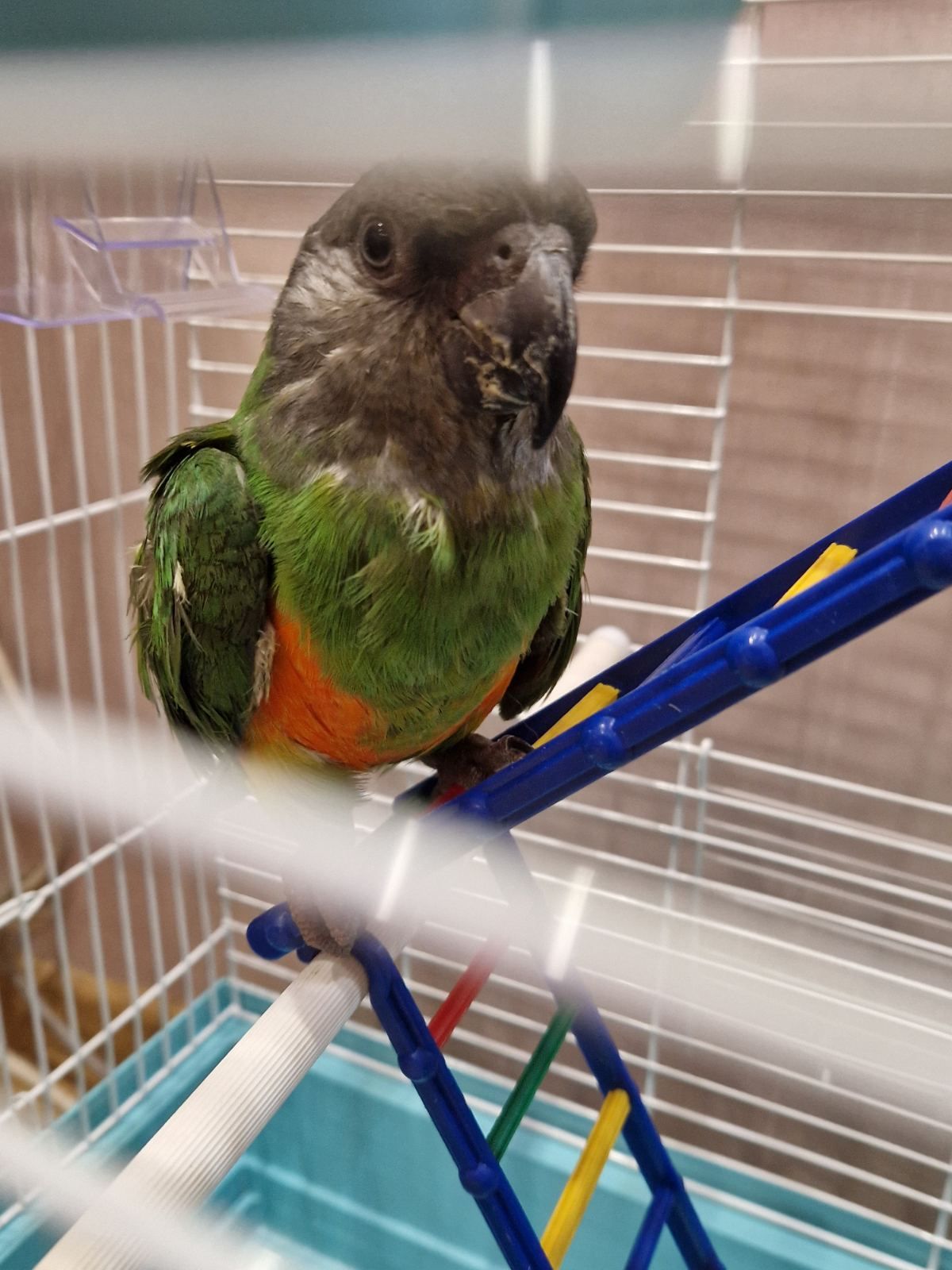 Продам мальчика Сенегала