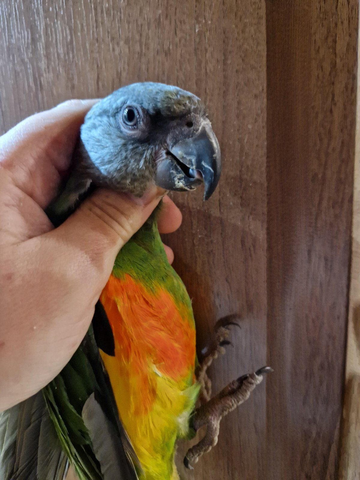 Продам мальчика Сенегала