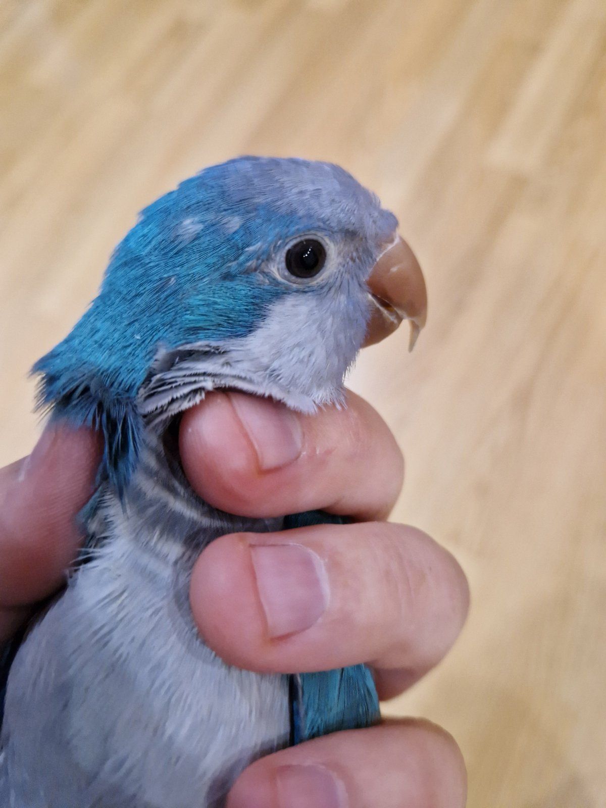 Птенцы Калита-Монаха