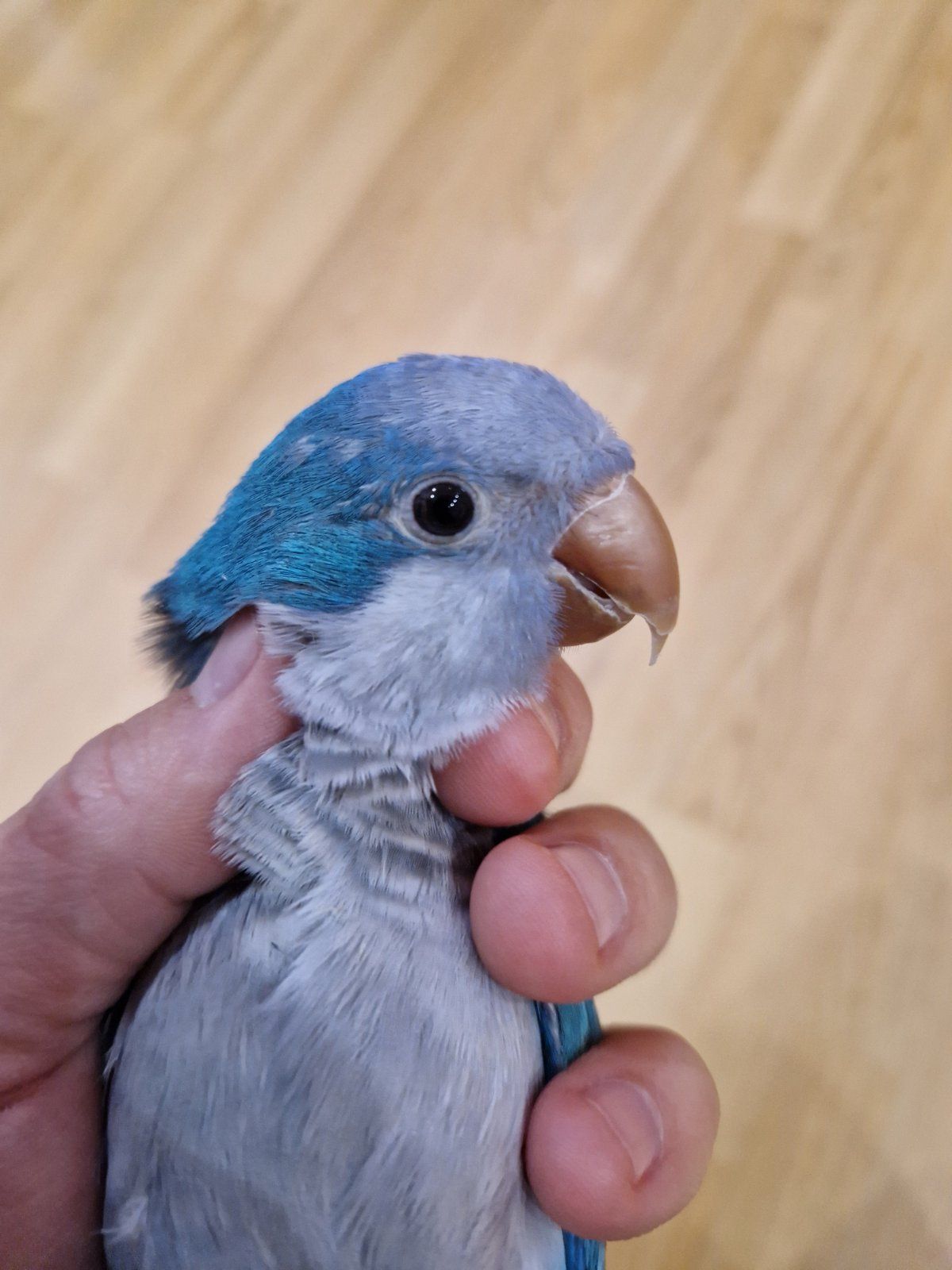 Птенцы Калита-Монаха