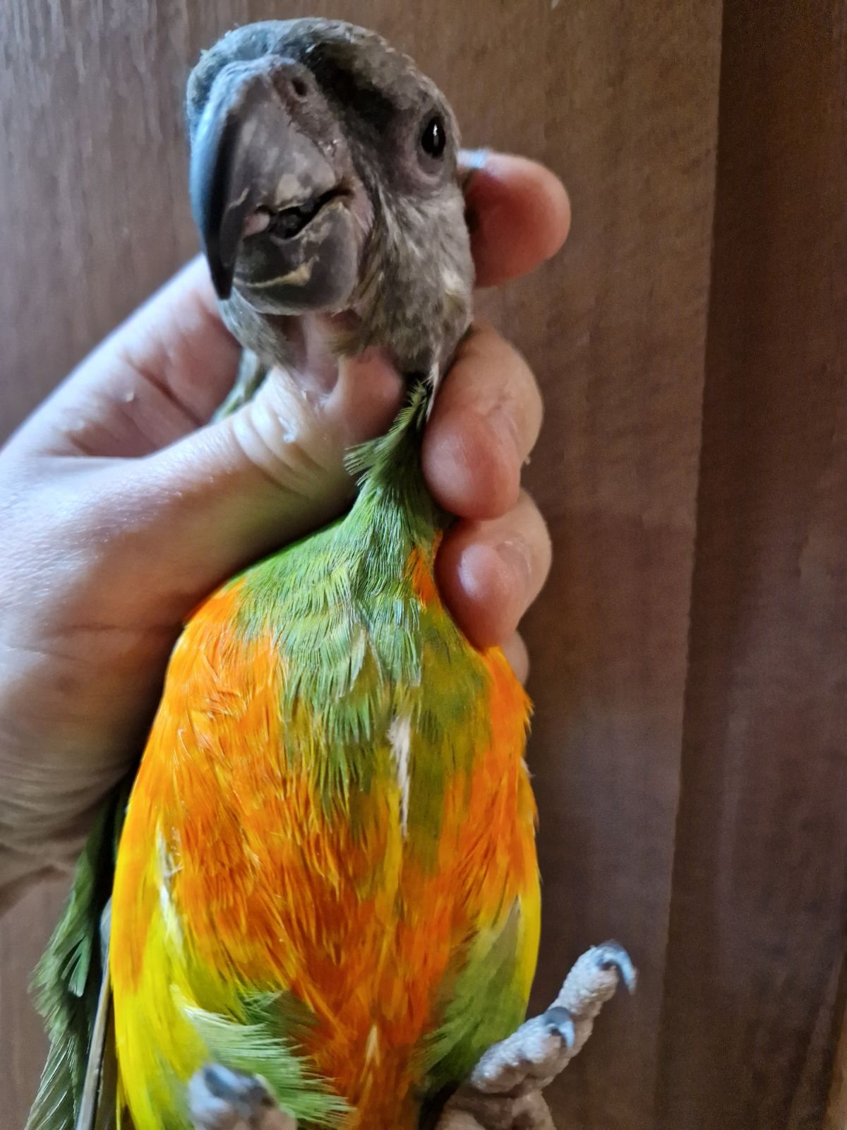 Продам мальчика Сенегала