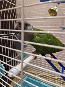 Продам мальчика Сенегала