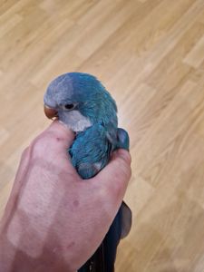 Птенцы Калита-Монаха