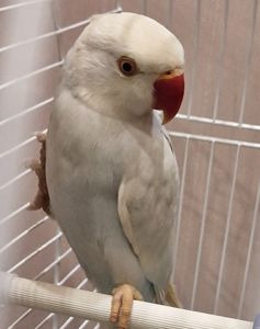 Малыши ожереловых попугайчиков разных цветов