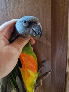 Продам мальчика Сенегала