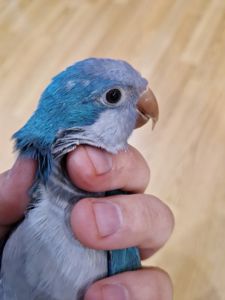 Птенцы Калита-Монаха