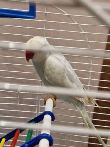 Малыши ожереловых попугайчиков разных цветов