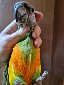 Продам мальчика Сенегала