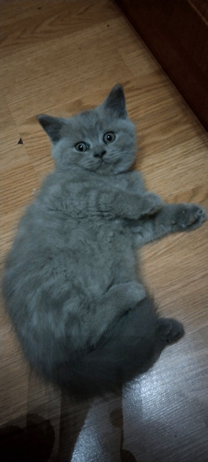 Шотландське кошеня