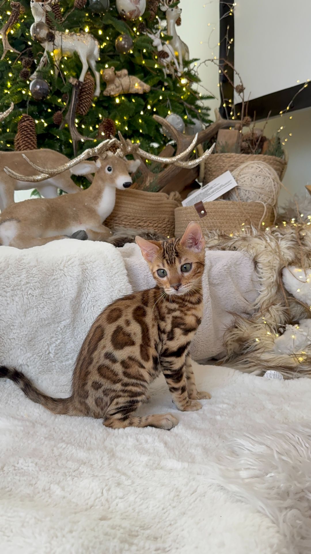 Шикарний хлопчик бенгал