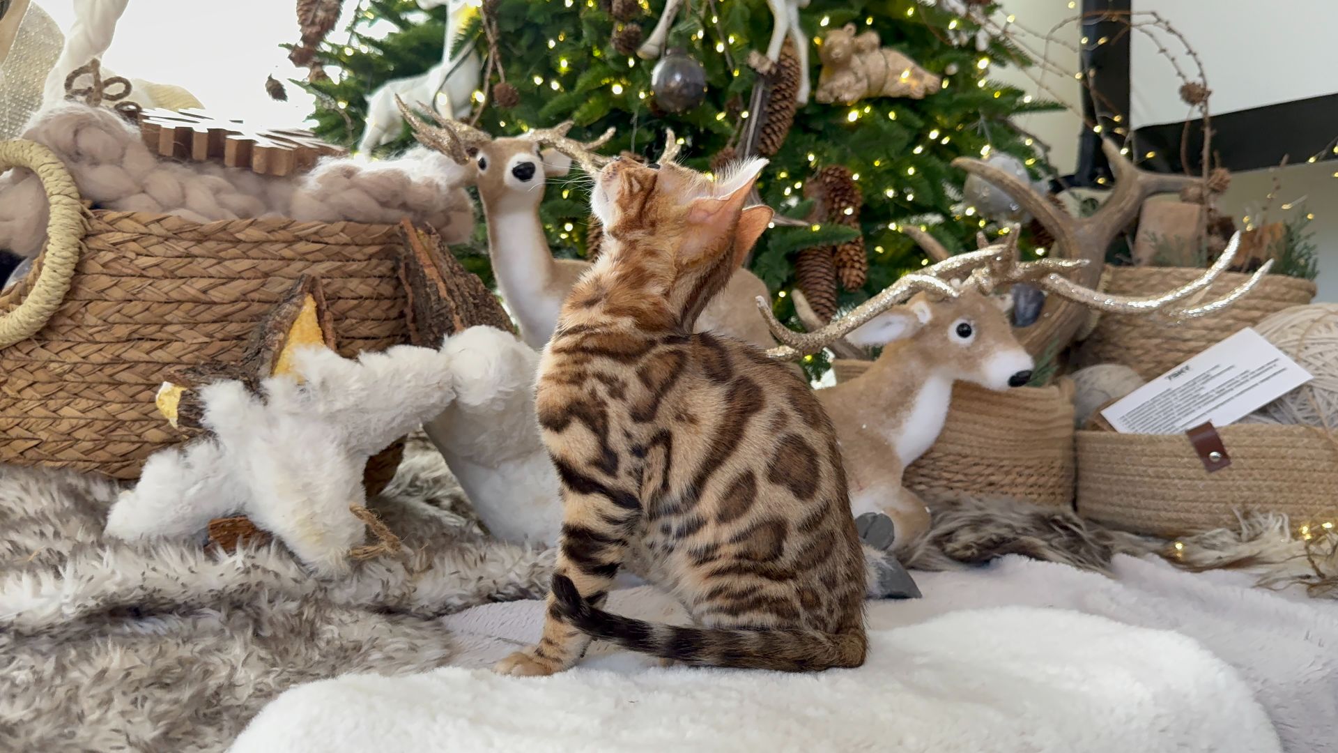 Шикарний хлопчик бенгал