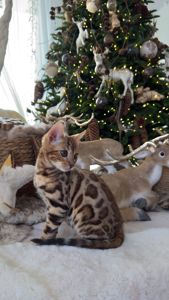 Шикарний хлопчик бенгал