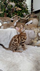 Шикарний хлопчик бенгал