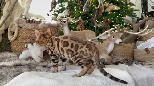 Шикарний хлопчик бенгал