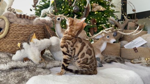 Шикарний хлопчик бенгал