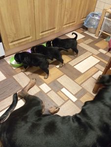 Щенята ротвейлера