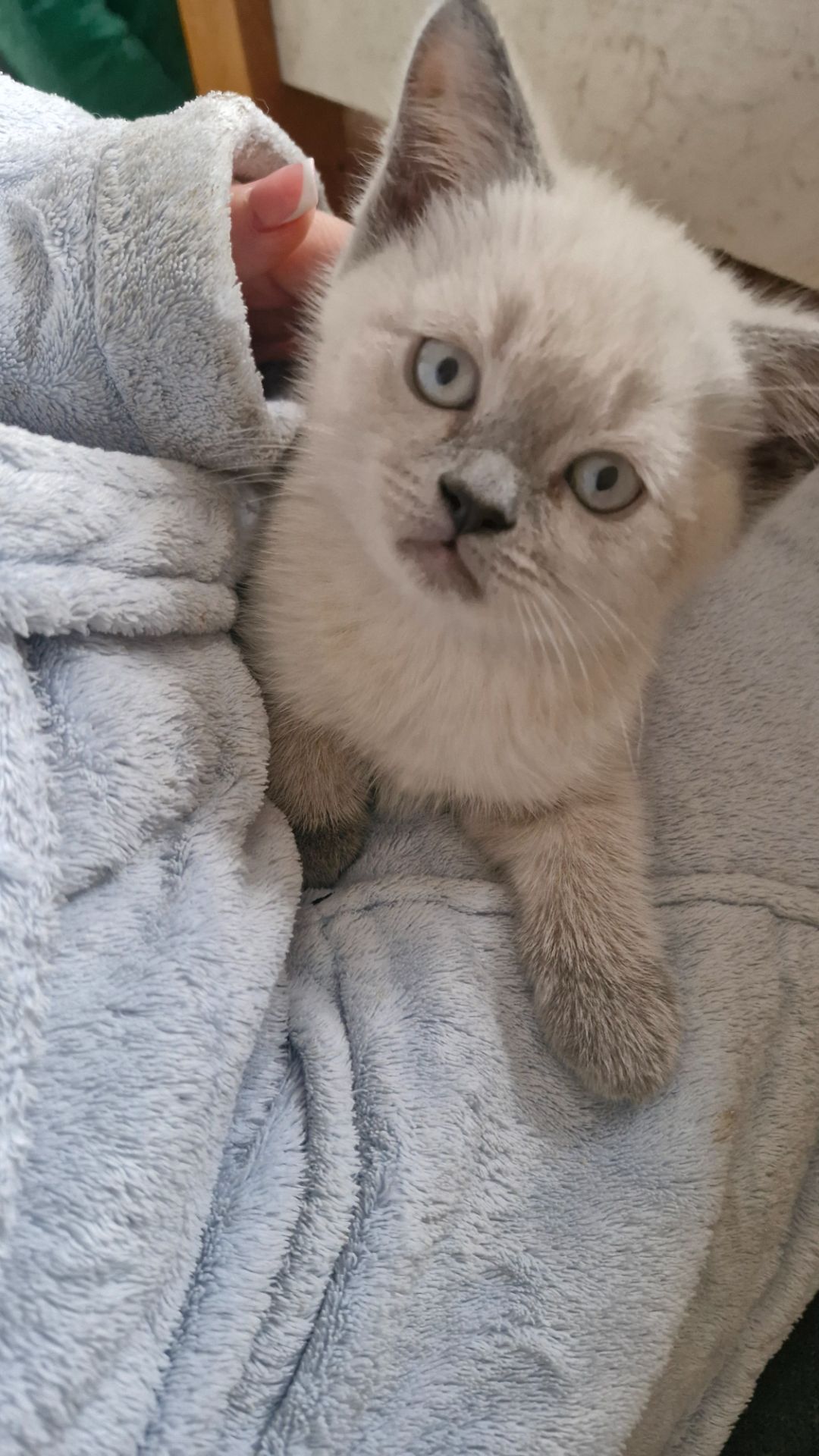 Шотландський хлопчик