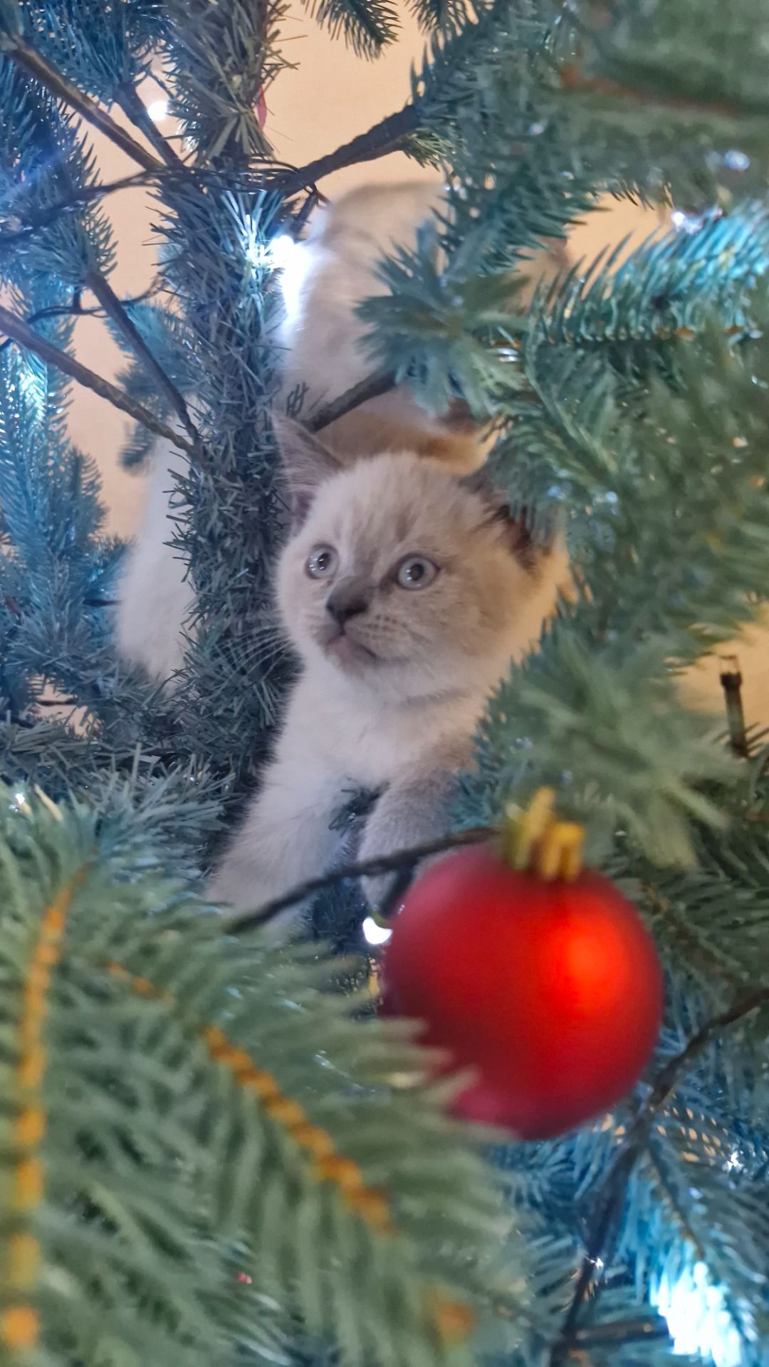 Шотландський хлопчик