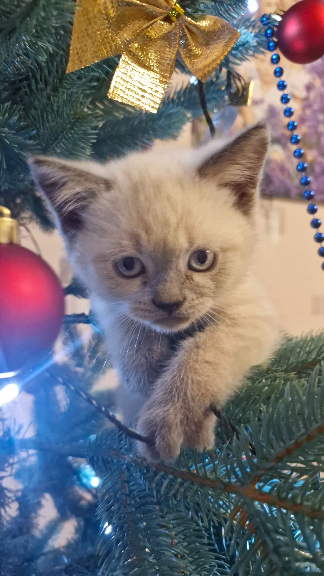 Шотландський хлопчик