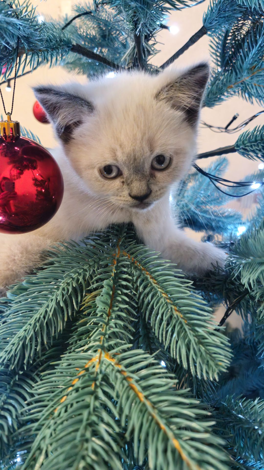 Шотландський хлопчик