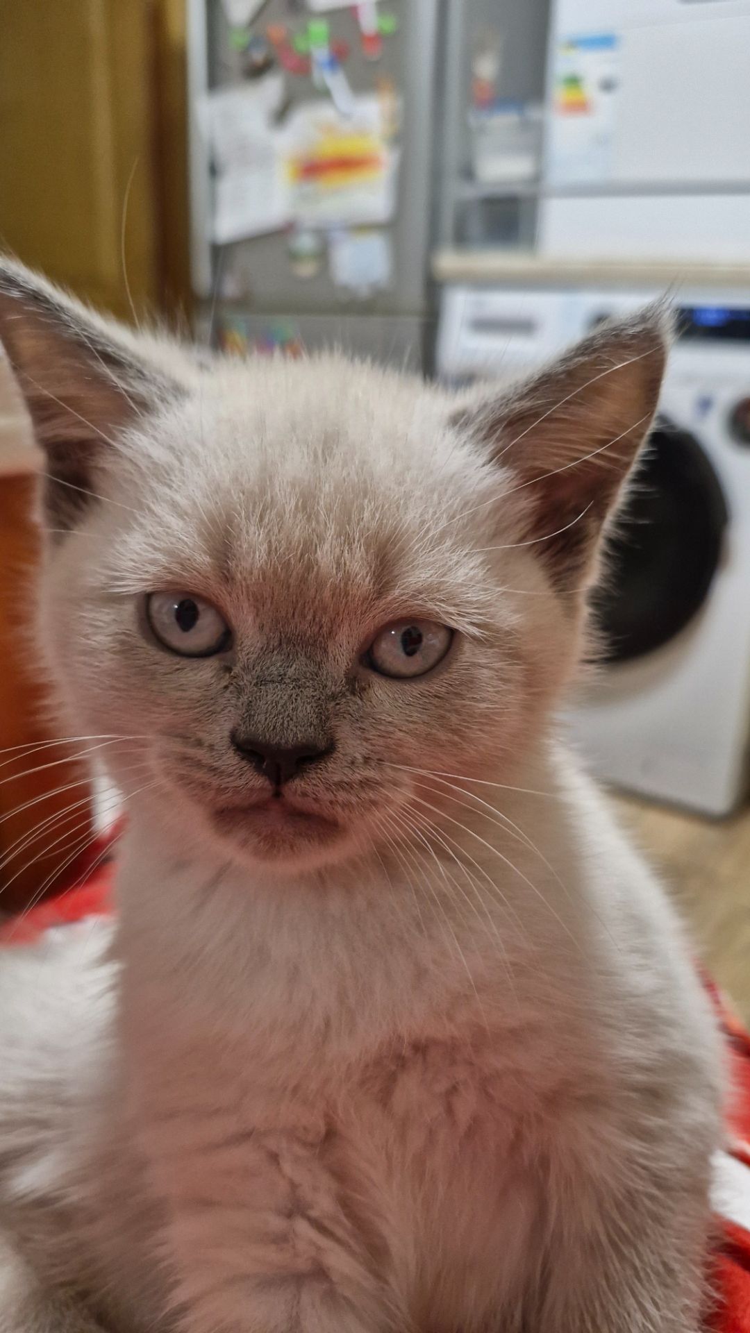 Шотландський хлопчик