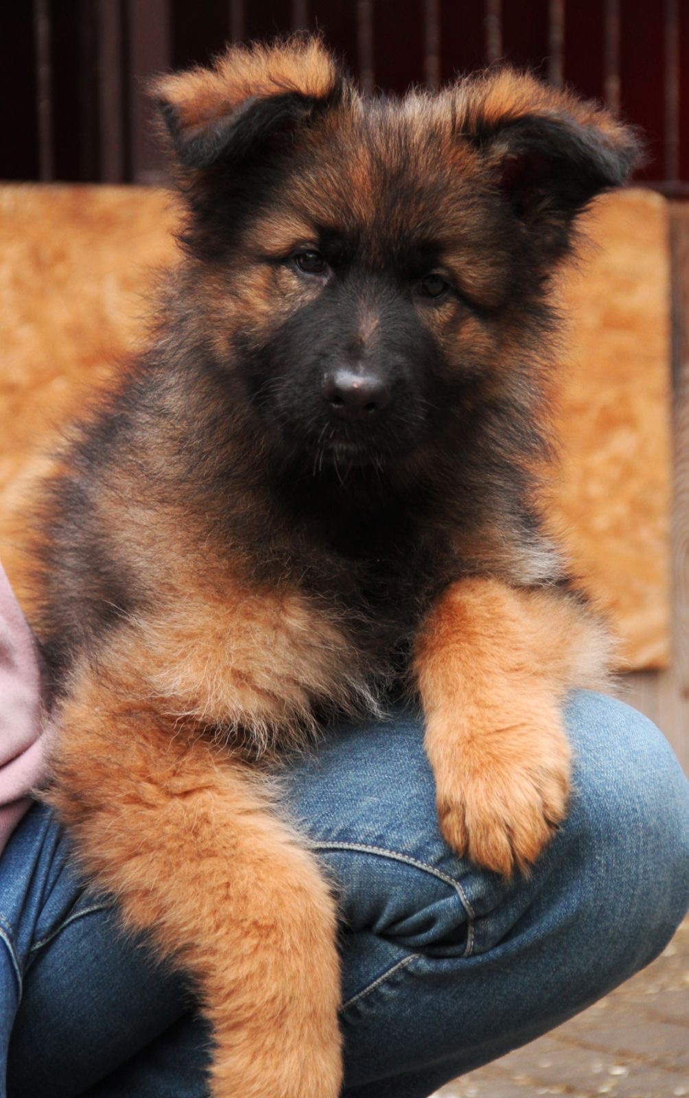 Німецька вівчарка довгошерстна - зонарний кобель 3 місяці!