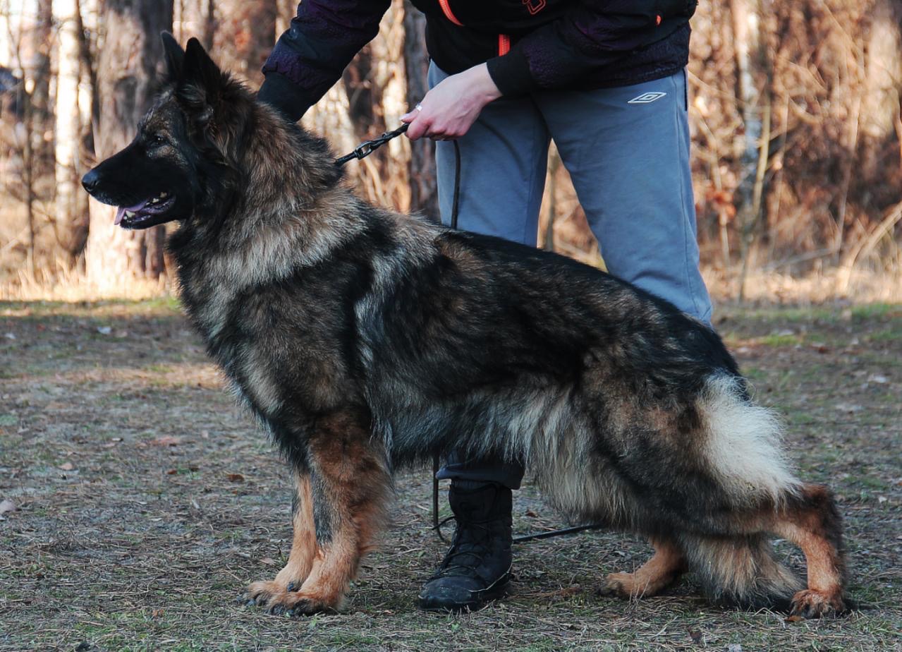 Німецька вівчарка довгошерстна - зонарний кобель 3 місяці!