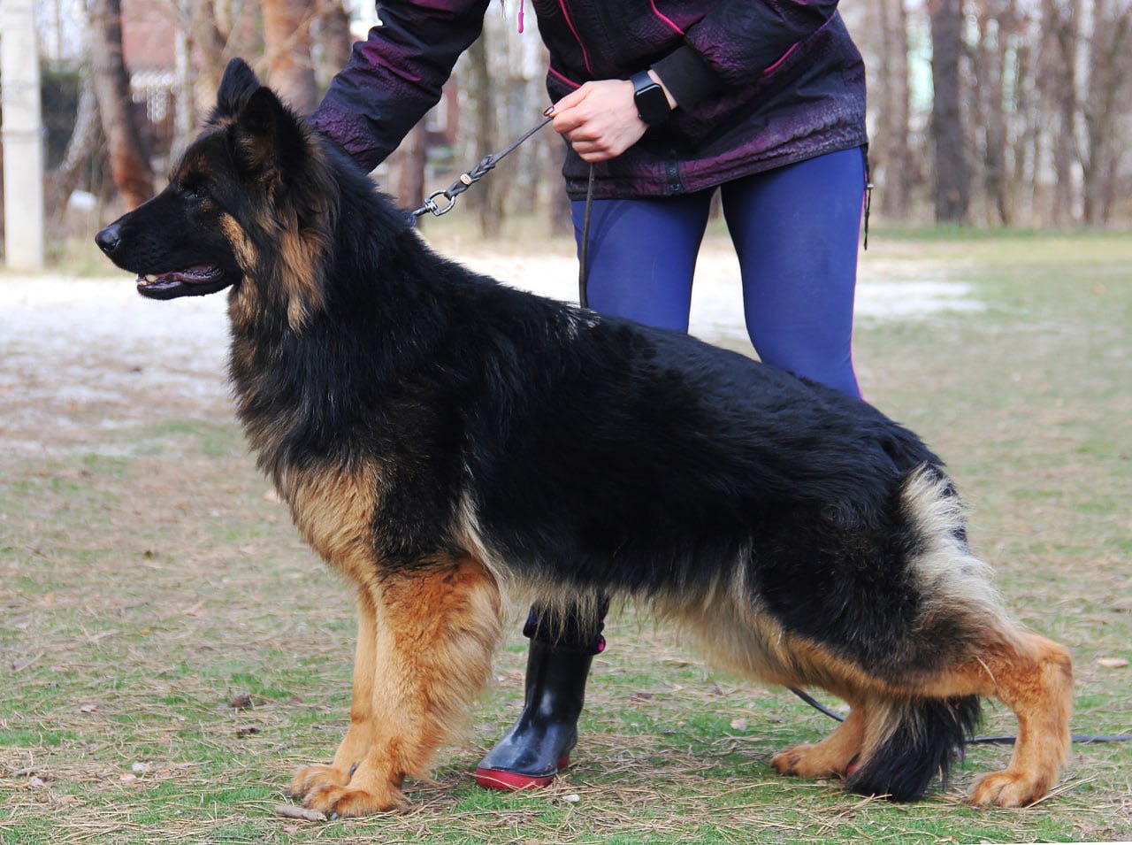 Цуценята німецької вівчарки. Довгошерстні. Класна дівчинка!