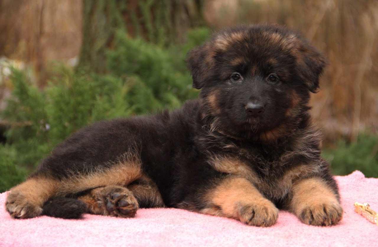 Шикарні довгошерстні цуценята, від офіційного розплідника КСУ