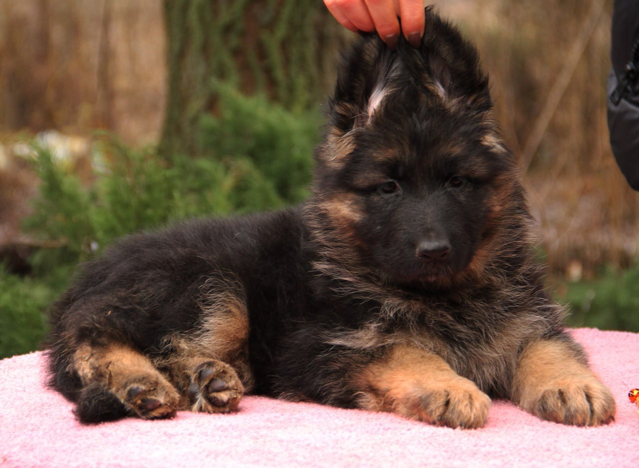 Шикарні довгошерстні цуценята, від офіційного розплідника КСУ