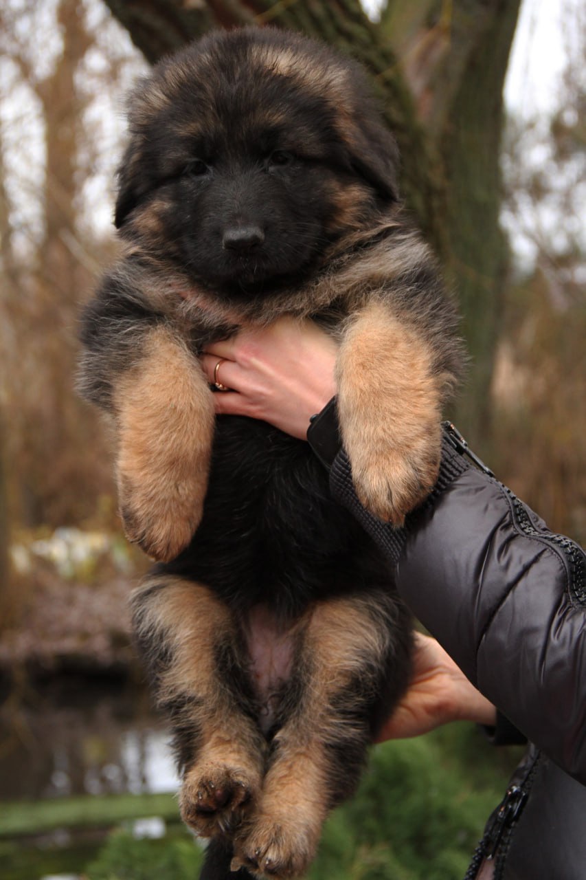 Шикарні довгошерстні цуценята, від офіційного розплідника КСУ