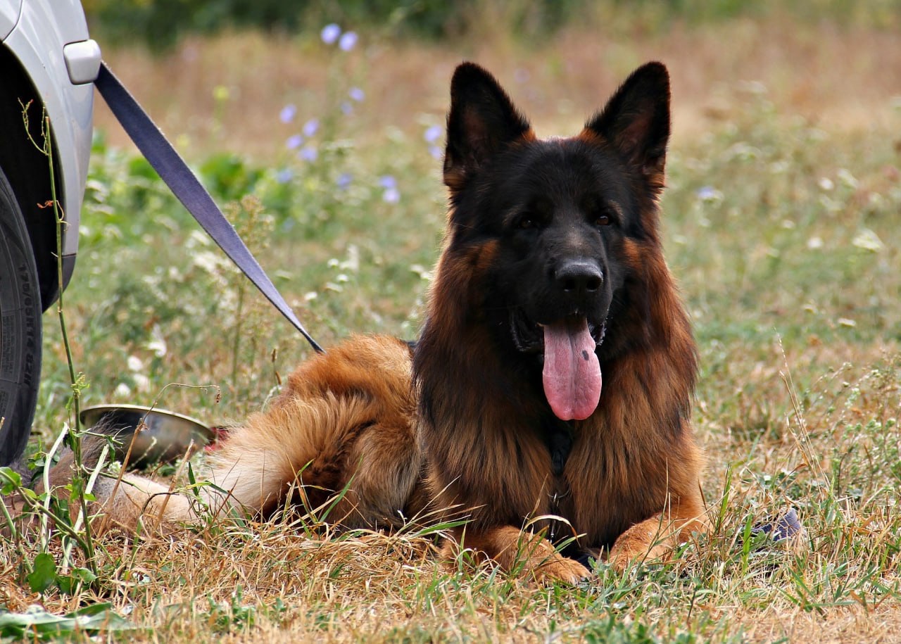 Цуценята німецької вівчарки. Довгошерстні. Класна дівчинка!