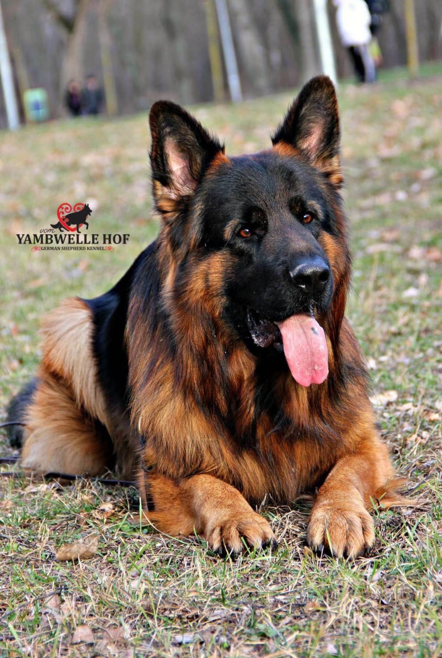 Цуценята німецької вівчарки. Довгошерстні. Класна дівчинка!