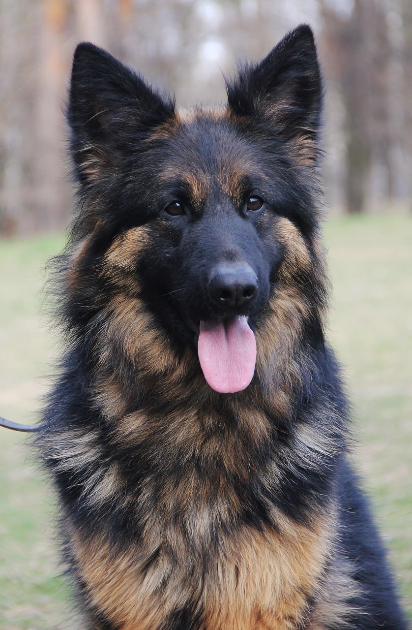 Цуценята німецької вівчарки. Довгошерстні. Класна дівчинка!