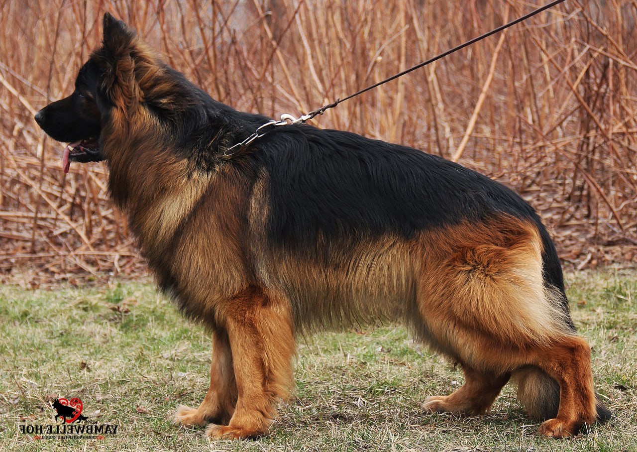 Шикарні довгошерстні цуценята, від офіційного розплідника КСУ