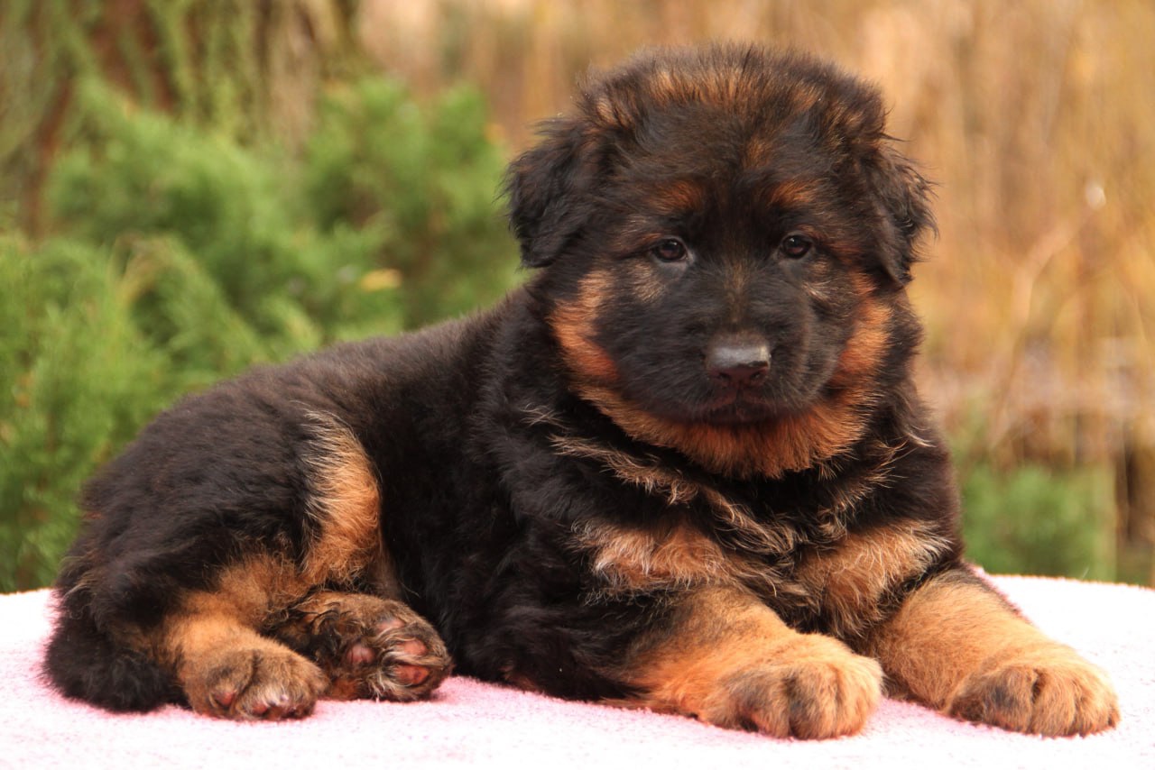 Цуценята німецької вівчарки. Довгошерстні. Класна дівчинка!