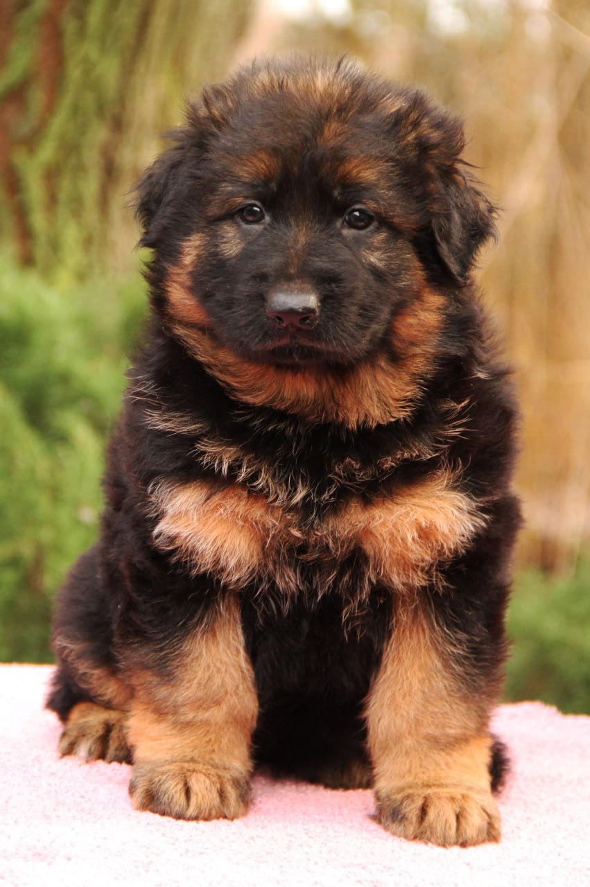 Цуценята німецької вівчарки. Довгошерстні. Класна дівчинка!