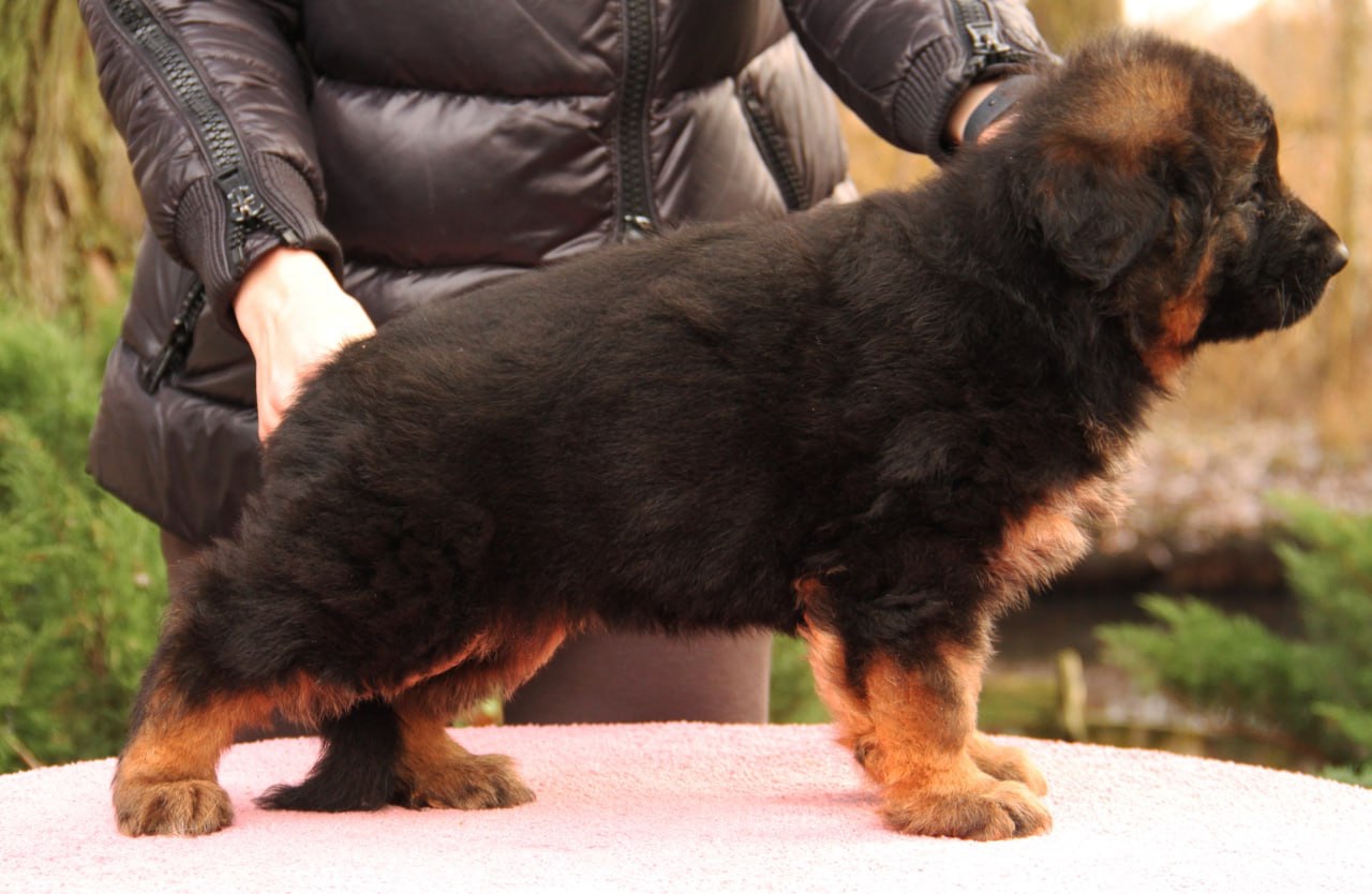 Цуценята німецької вівчарки. Довгошерстні. Класна дівчинка!