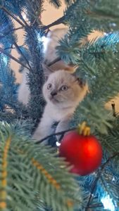 Шотландський хлопчик