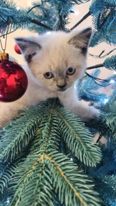 Шотландський хлопчик