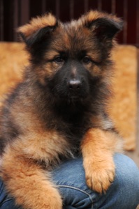 Німецька вівчарка довгошерстна - зонарний кобель 3 місяці!