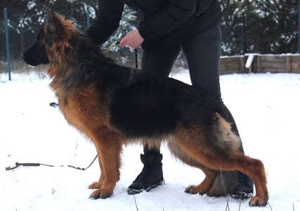 Шикарні довгошерстні цуценята, від офіційного розплідника КСУ