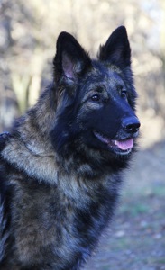 Німецька вівчарка довгошерстна - зонарний кобель 3 місяці!