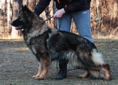 Німецька вівчарка довгошерстна - зонарний кобель 3 місяці!