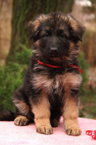 Шикарні довгошерстні цуценята, від офіційного розплідника КСУ