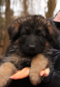 Шикарні довгошерстні цуценята, від офіційного розплідника КСУ