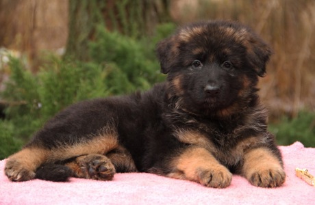 Шикарні довгошерстні цуценята, від офіційного розплідника КСУ