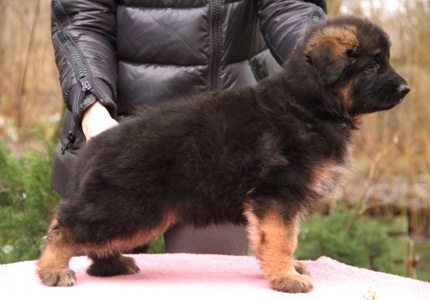 Шикарні довгошерстні цуценята, від офіційного розплідника КСУ