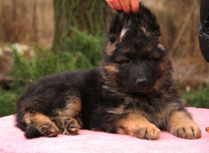 Шикарні довгошерстні цуценята, від офіційного розплідника КСУ