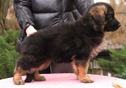 Шикарні довгошерстні цуценята, від офіційного розплідника КСУ